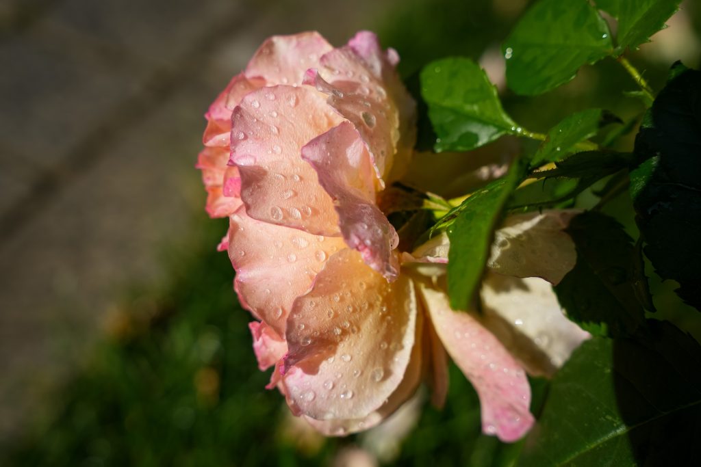 SPR00157.jpg