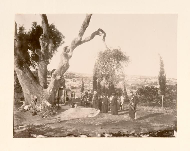 2. Дуб Мамврийский. Фото конца 1870-х годов.jpg